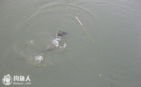 流体力学论揭秘钓鱼浮漂的自动翻身之谜