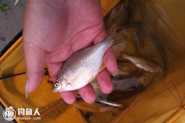 钓小滑口鲫、片子鲫的选漂用漂技巧