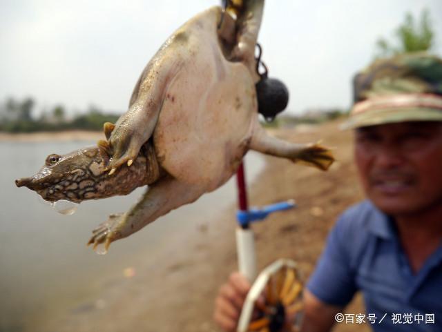 一种历史悠久，技术含量很高的甲鱼钓法，如今只留在记忆里