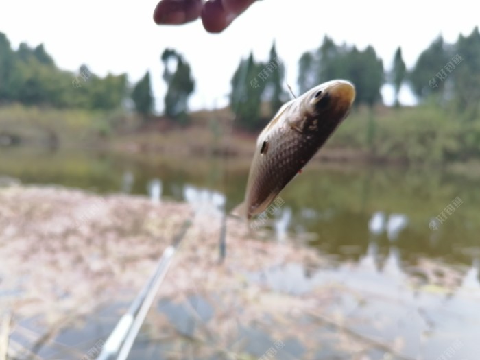 野钓，主攻鲫鱼，防鲤鱼，怎么选择线组