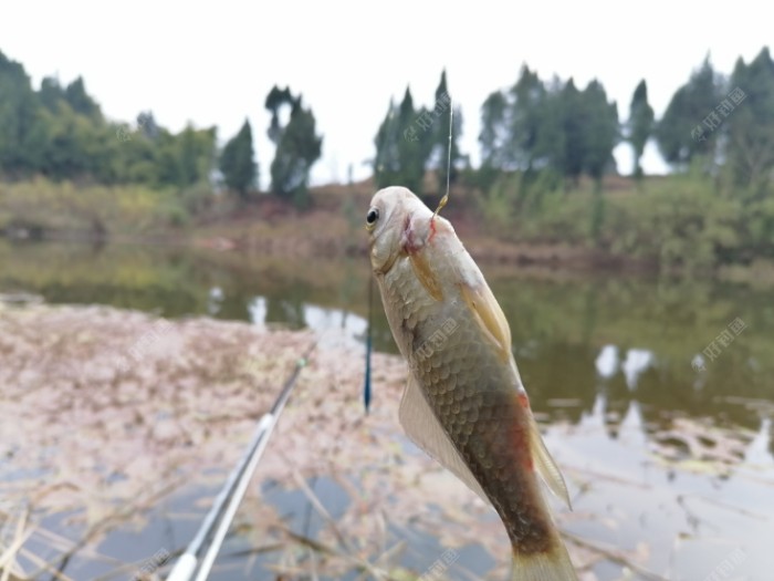 野钓，主攻鲫鱼，防鲤鱼，怎么选择线组