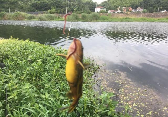 野钓是抽窝好还是晾窝好？不必争高低，对应鱼情才是最佳