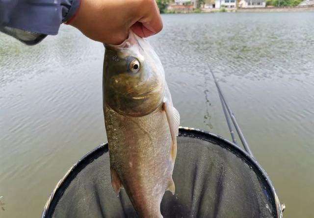 散炮钓鲢鳙实属浪费，就用这2种东西就好