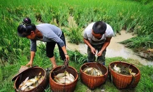 它是鲤鱼的衍生品种，有千年历史，养与稻田，故名田鱼