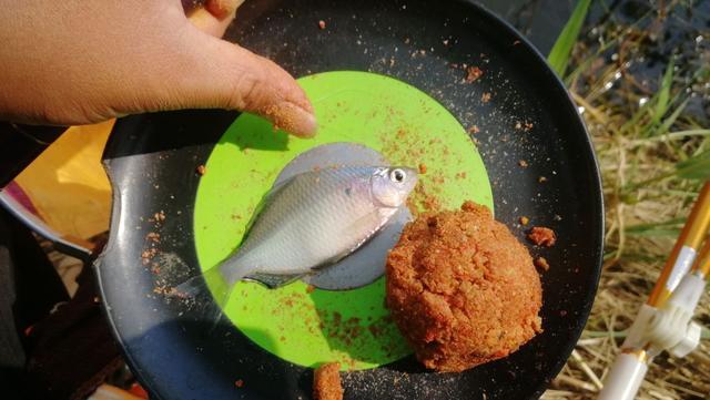 夏钓鲫鱼，这样开制搓饵与拉饵，诱钓结合轻松避小鱼