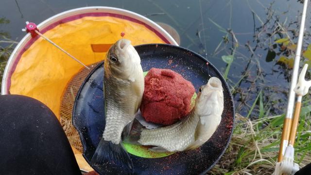 夏钓鲫鱼，这样开制搓饵与拉饵，诱钓结合轻松避小鱼