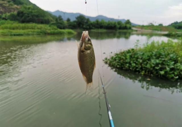 夏季野钓该用多长的鱼竿？早钓近、午钓远