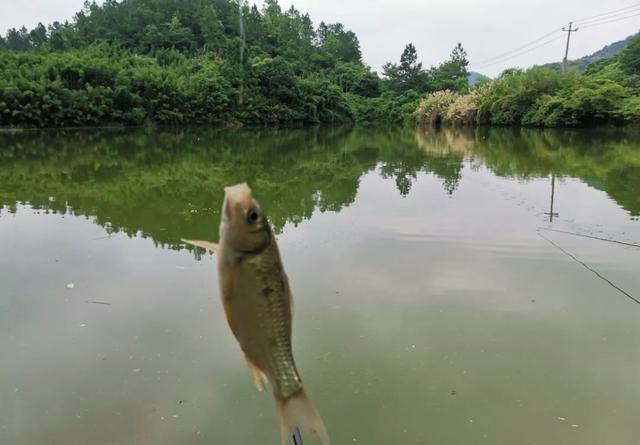 夏季野钓该用多长的鱼竿？早钓近、午钓远