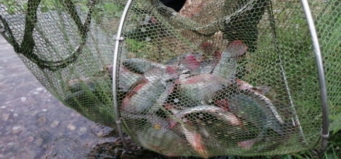 野钓适合调平水钓2目还是调4钓2目，看葫芦怎么玩