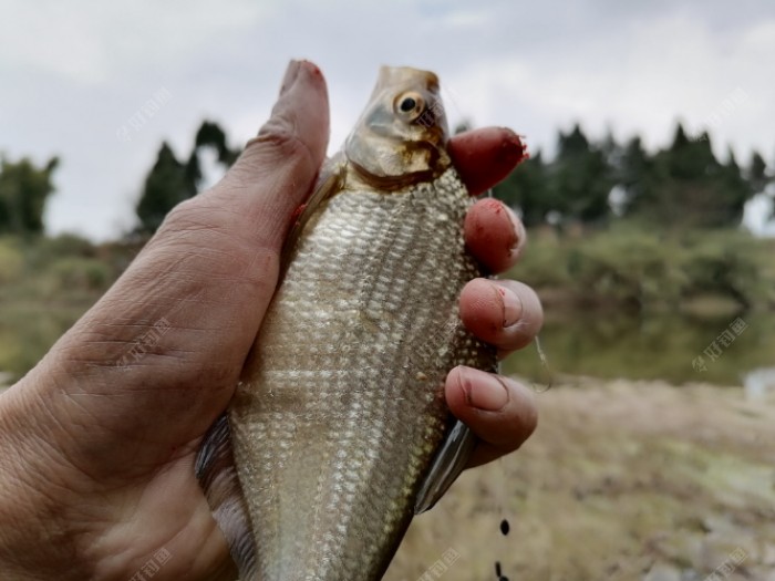 野钓适合调平水钓2目还是调4钓2目，看葫芦怎么玩