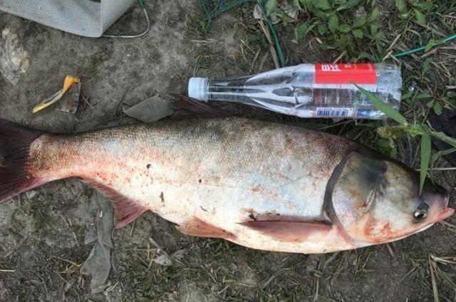 夏天一到，唯独这鲢鳙钓法才最霸气