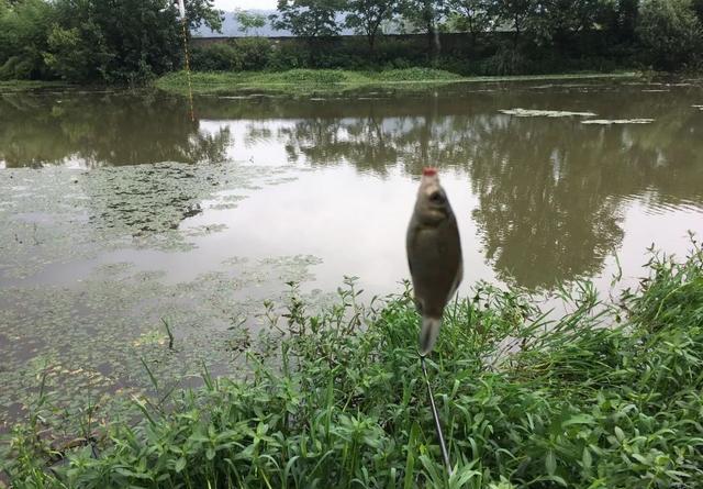 下完大雨河水暴涨，这些地方鱼最多，老钓友都抢着坐