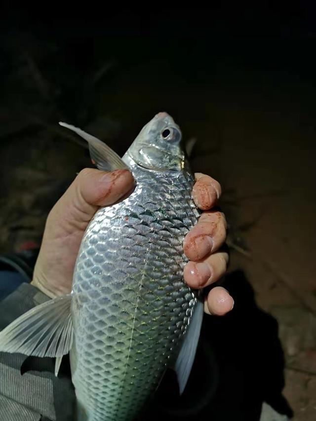 野钓大鲮鱼，攻略以及技巧分享，附自制饵料配方