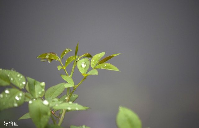 下雨天的出钓原理及钓位选择