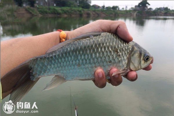 浅谈钓鱼鱼线的选择与配置技巧