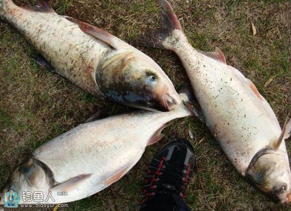 自制海竿浮钓鲢鳙线组及垂钓要点