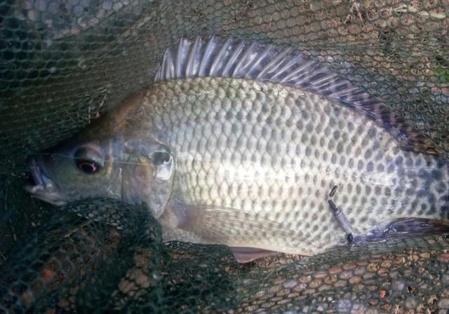 山林溪河冬钓，野钓鱼漂中鱼教学，钓获一箱鱼