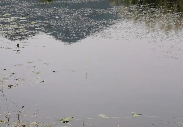 春季钓白条，钓底还是钓浮？野钓鱼情多变化应底浮兼顾