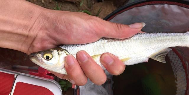 春季钓白条，钓底还是钓浮？野钓鱼情多变化应底浮兼顾