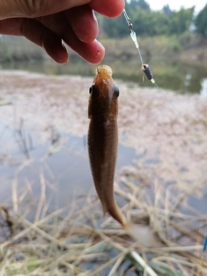 野钓，主攻鲫鱼，防鲤鱼，怎么选择线组