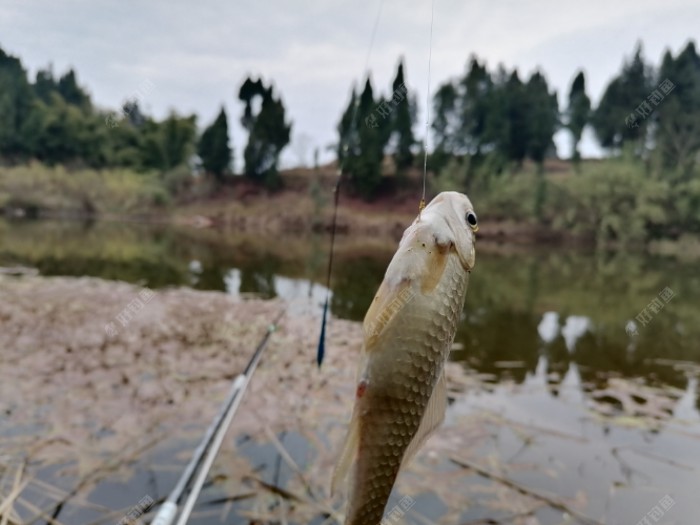 野钓，主攻鲫鱼，防鲤鱼，怎么选择线组