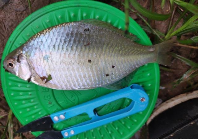 冬天野河钓鱼，钓位和用饵实例教学