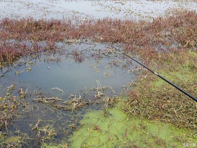 朝天钩钓法在野钓鲫鱼的5个优势，你知道哪些