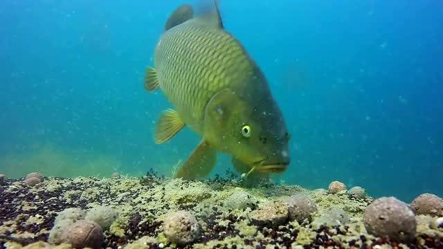 野钓时为何总是钓不上大鱼，除大鱼少，还有这2因素