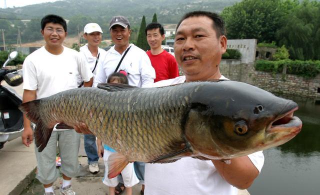 滑口鱼总不靠岸？合理运用滑漂钓法，让大鱼无处可藏