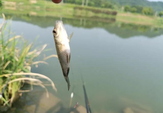 野钓不能只抓顿口，这些你放弃的信号，中鱼率最高