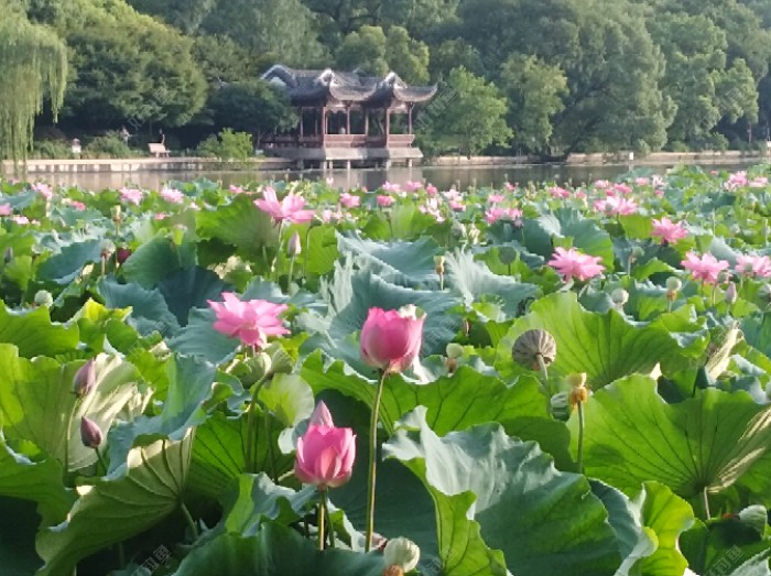 飞铅与跑铅钓法的浅识