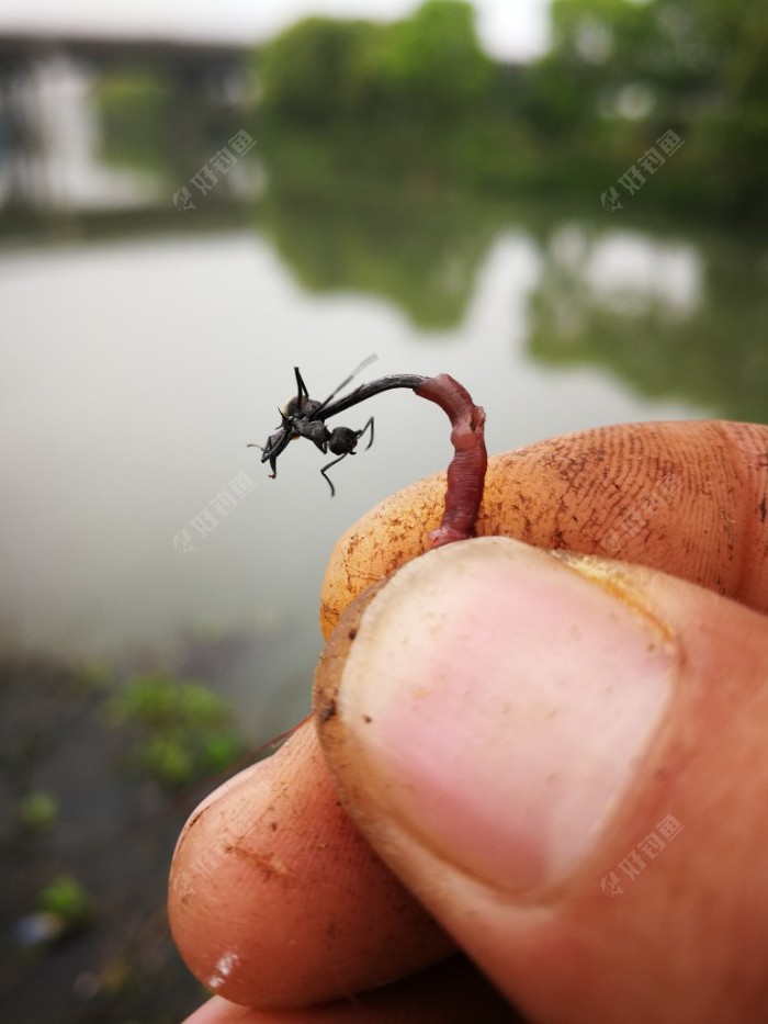 传承经典优秀钓法，乙字钩钓鲫详解