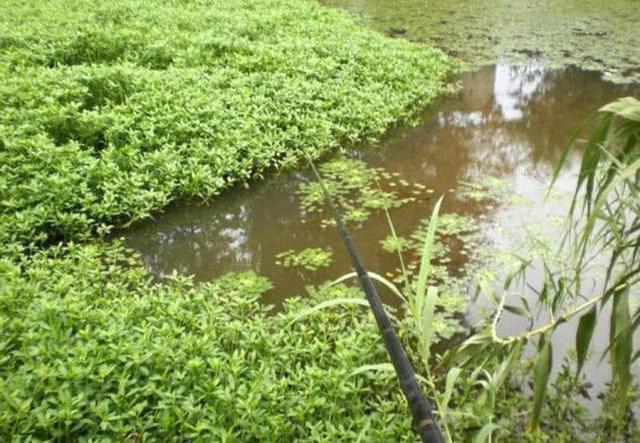 夏季高温怎样野钓，总结6点经验