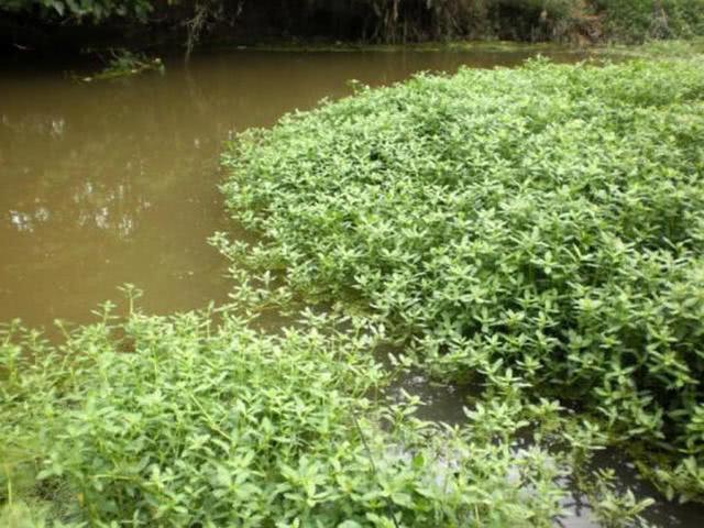 夏季高温怎样野钓，总结6点经验