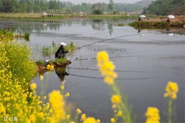 钓鲫必杀技，还是传统钓更给力，助你连竿大鲫鱼