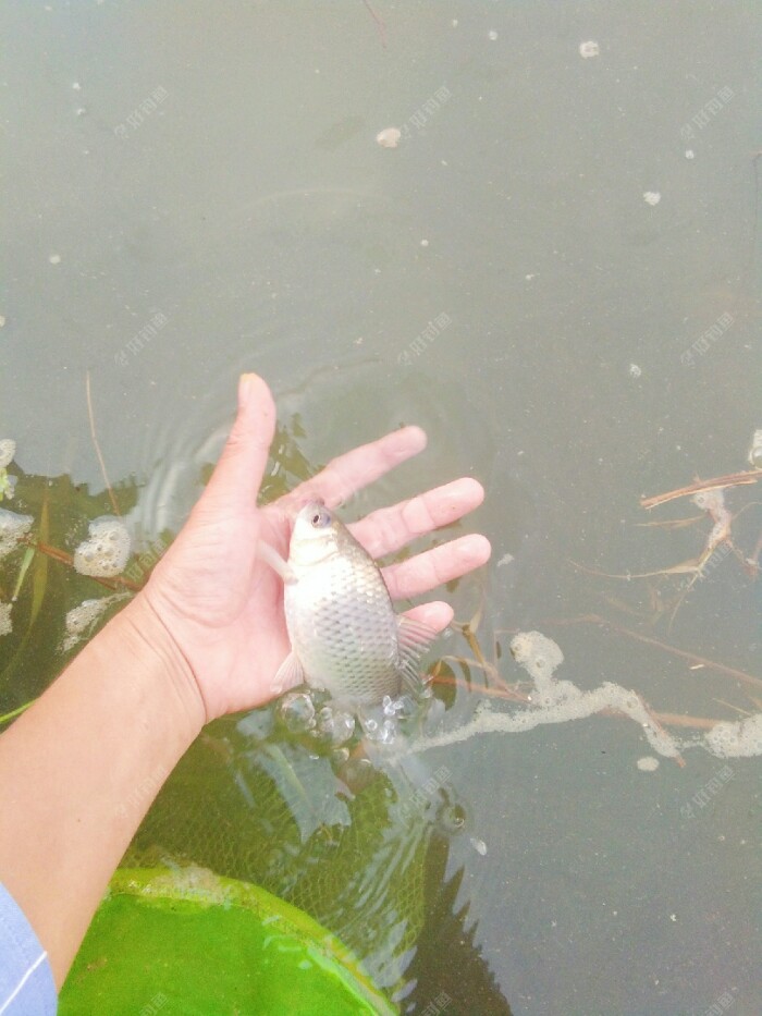 野钓：手竿流水钓浮和盲竿钓流水