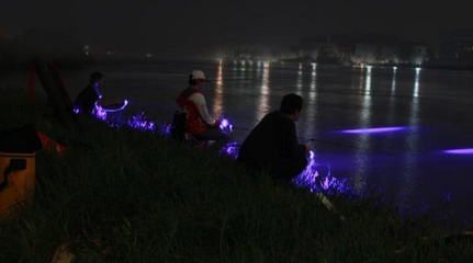 初夏夜钓，需要做好这些准备