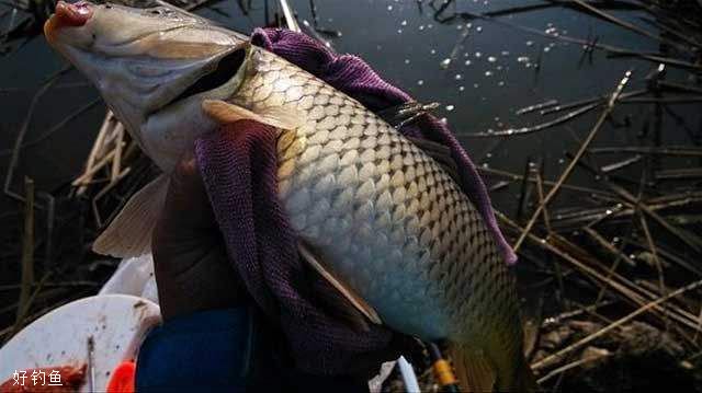 野钓大鱼时应如何持竿、刺鱼和取鱼？