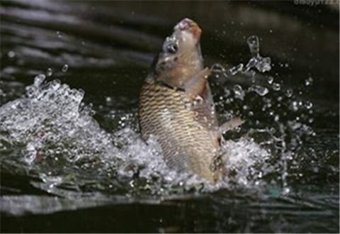 冬季野钓，线组浮漂的应用很重要