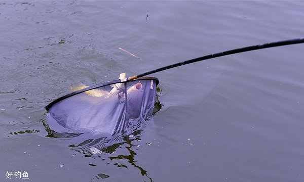 漫谈竞技钓鱼比赛如何活用钓饵