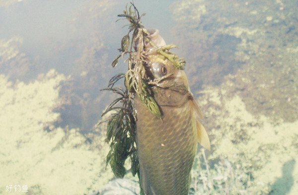 野外水草处钓鱼的经验谈