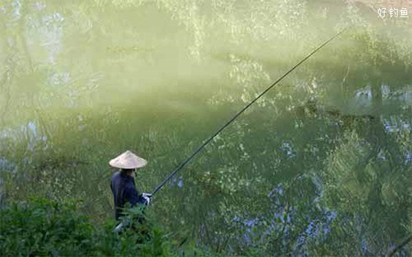 自然水域野钓水草丛的技巧分析