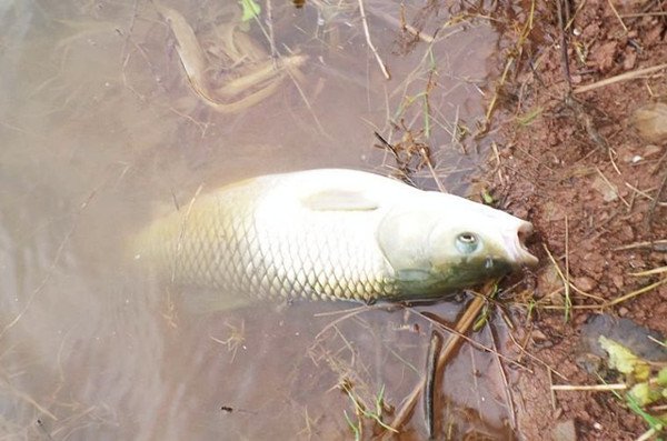 现代包食钓 休闲钓法——包食钓