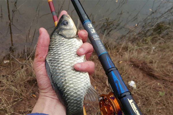 浅谈冬季鱼的活性及野钓鲫鱼技巧