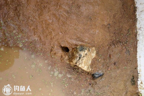 民间钓黄鳝鱼的方法总结