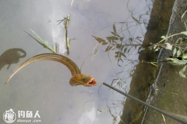 民间钓黄鳝鱼的方法总结