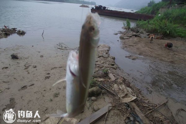 浅谈浮钓的钓组配置和应用技巧