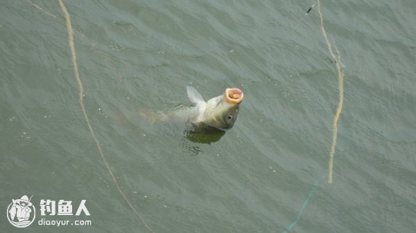 浅谈传统拉砣浮钓钓法的垂钓运用