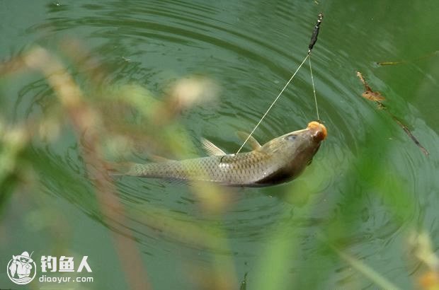 漫谈水草区野钓之全面攻略