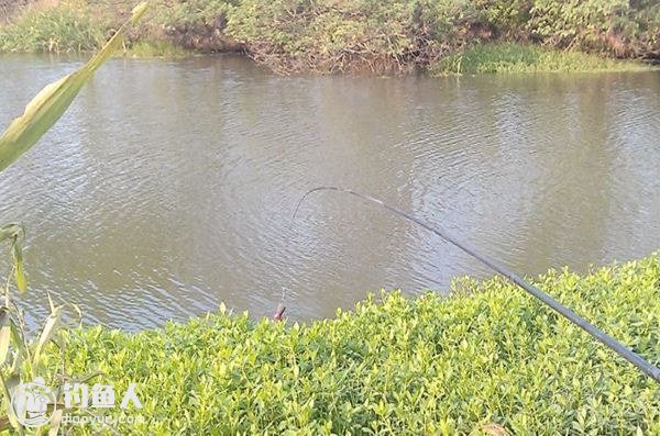 漫谈水草区野钓之全面攻略